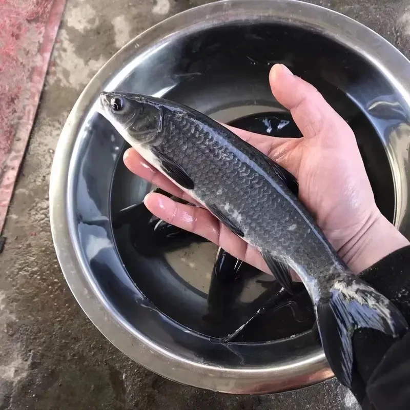 四川(按斤）冰鲜现捞青鱼生态养殖