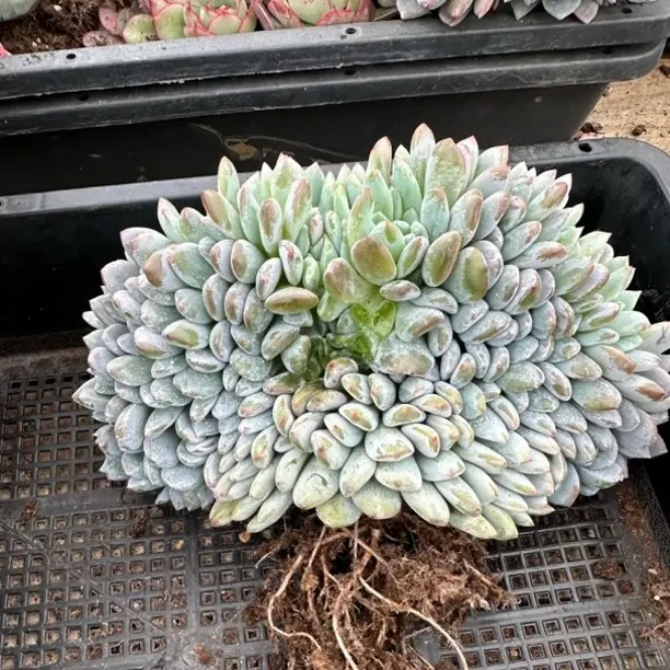 星影缀化多肉植物中间板子打过叶子