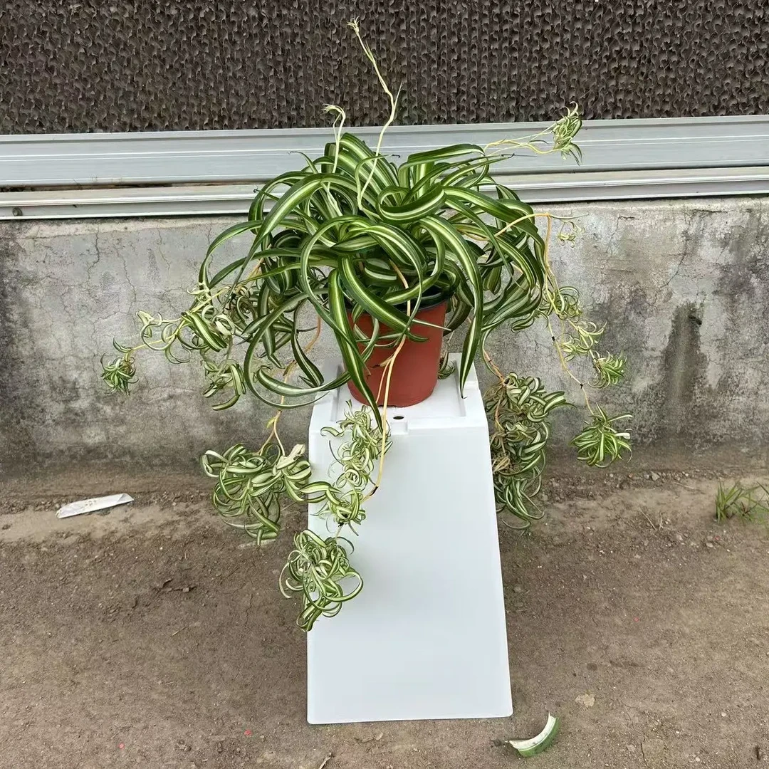 卷叶吊兰大盆栽法国女郎带垂吊室内办公桌好养净化空气吸甲醛绿植