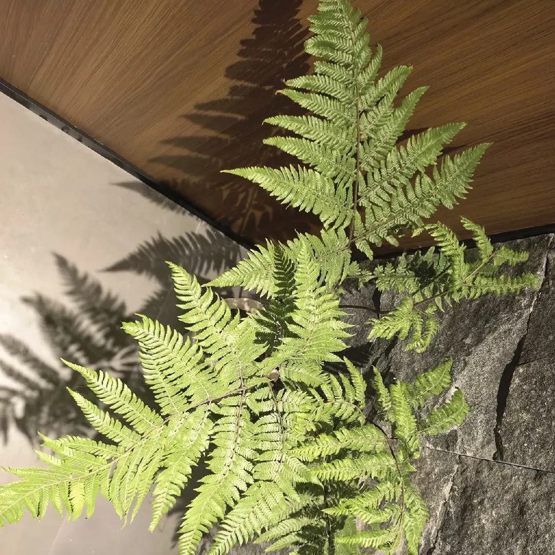 室内水培金丝虹鳞蕨禅意绿植茶室高端盆景