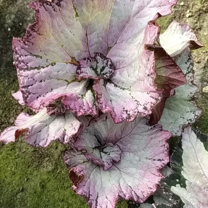 秋海棠2盆套餐网红ins风绿植盆栽室内耐阴好养观赏植物适合桌面