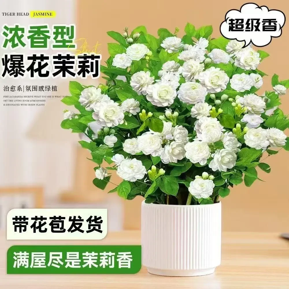 【带花苞】香水茉莉花重瓣茉莉盆栽室内浓香型四季开花茉莉花盆栽