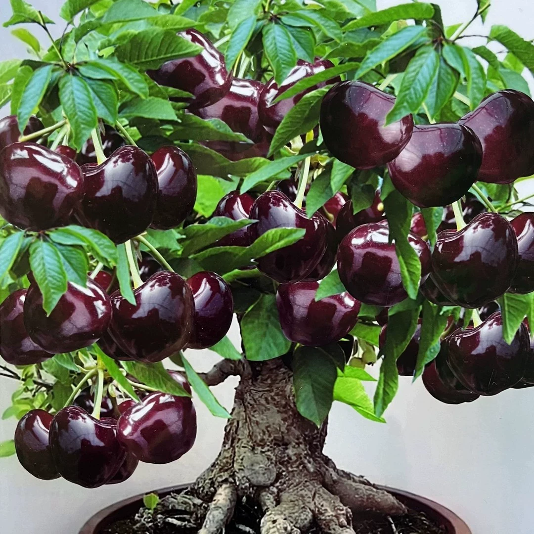 【矮化盆栽】正品车厘子树苗盆栽阳台耐寒南方北方种植当年结果