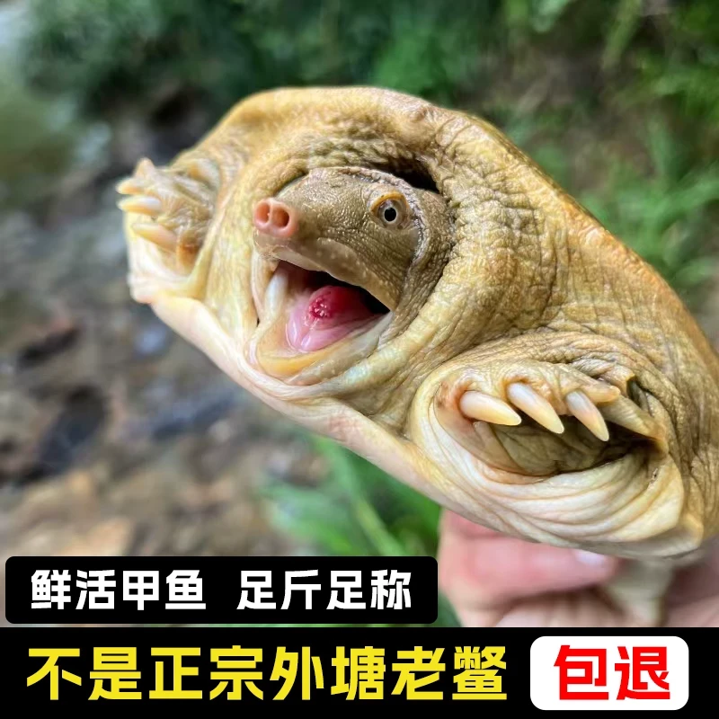 甲鱼鲜活食用生态野外生长老鳖外塘散养水鱼新鲜活体王八冷链包邮