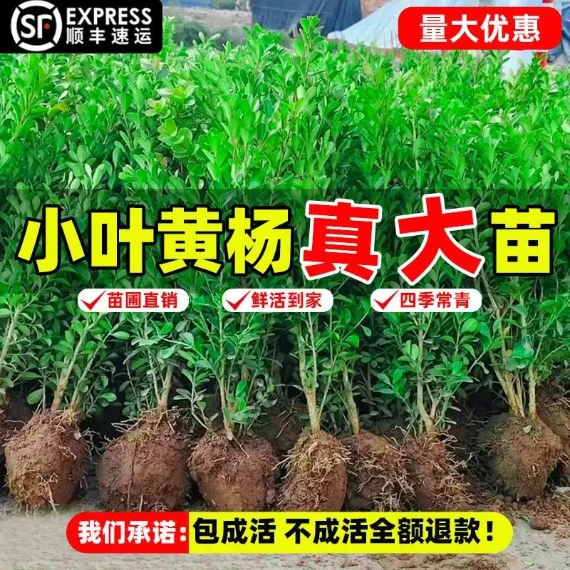 小叶黄杨苗瓜子黄杨球苗庭院绿篱树苗独杆黄杨树苗大叶黄杨冬青苗