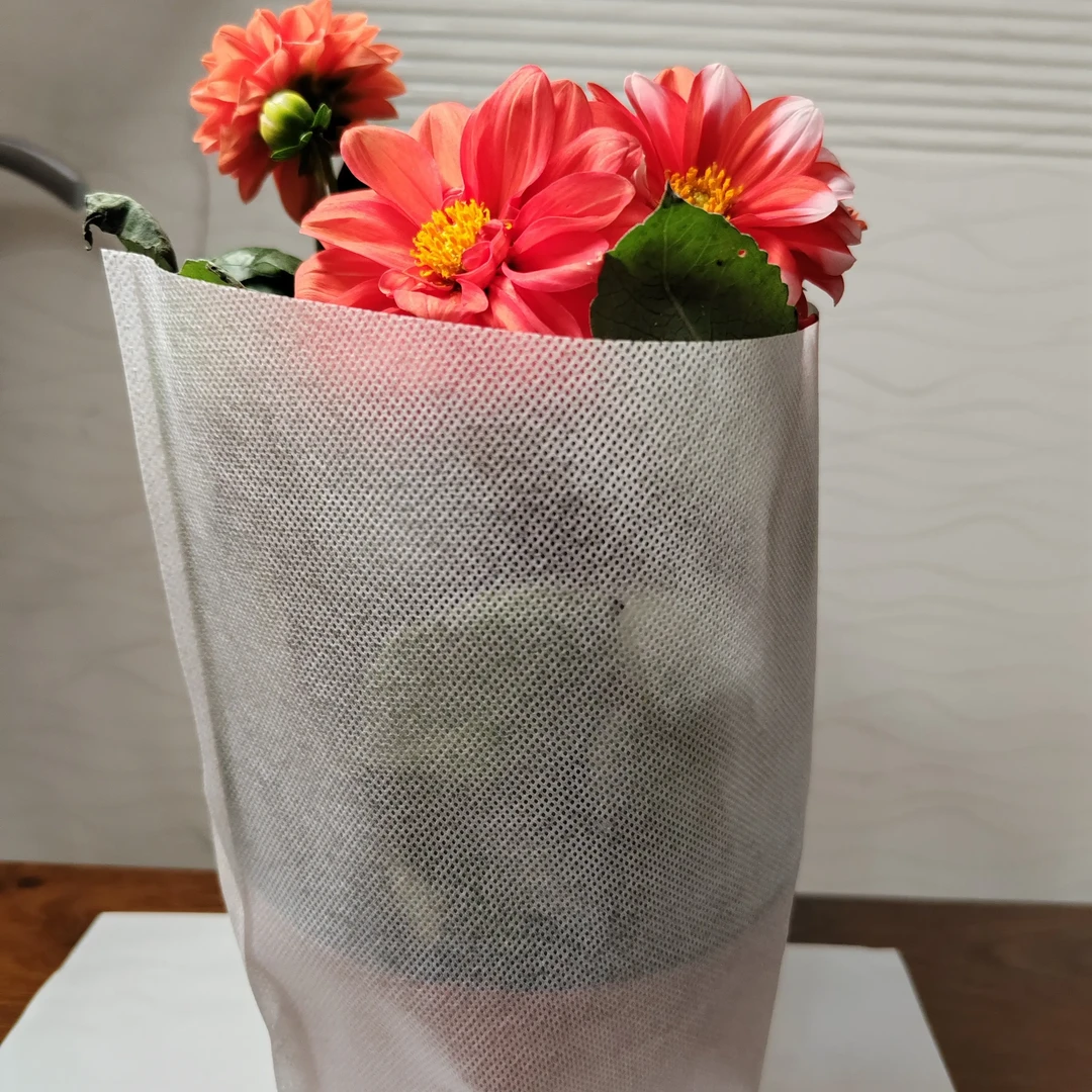 两盆混搭大丽花带花苞盆栽重瓣苗四季开花室内阳台好养花卉绿植