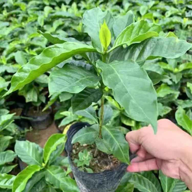 咖啡苗瑰夏阿拉可比瑰夏普洱铍皮卡咖啡树苗带土带叶庭院阳台包邮