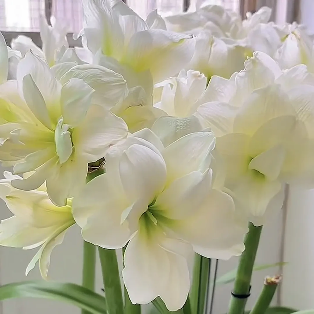 阿弗雷28:30盆栽白色中的经典款人手必备