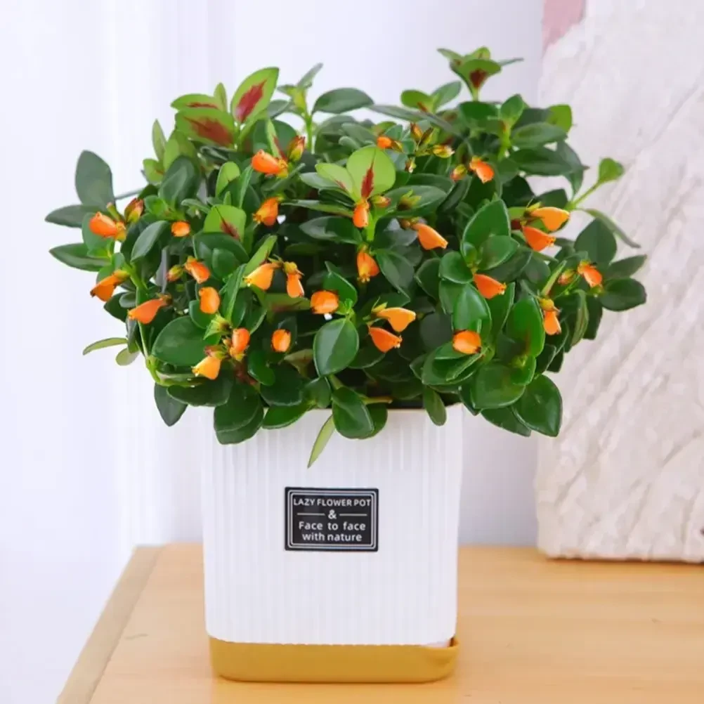 【补贴价】金鱼吊兰盆栽室内绿植花卉除异味办公桌面植物耐旱吸甲醛