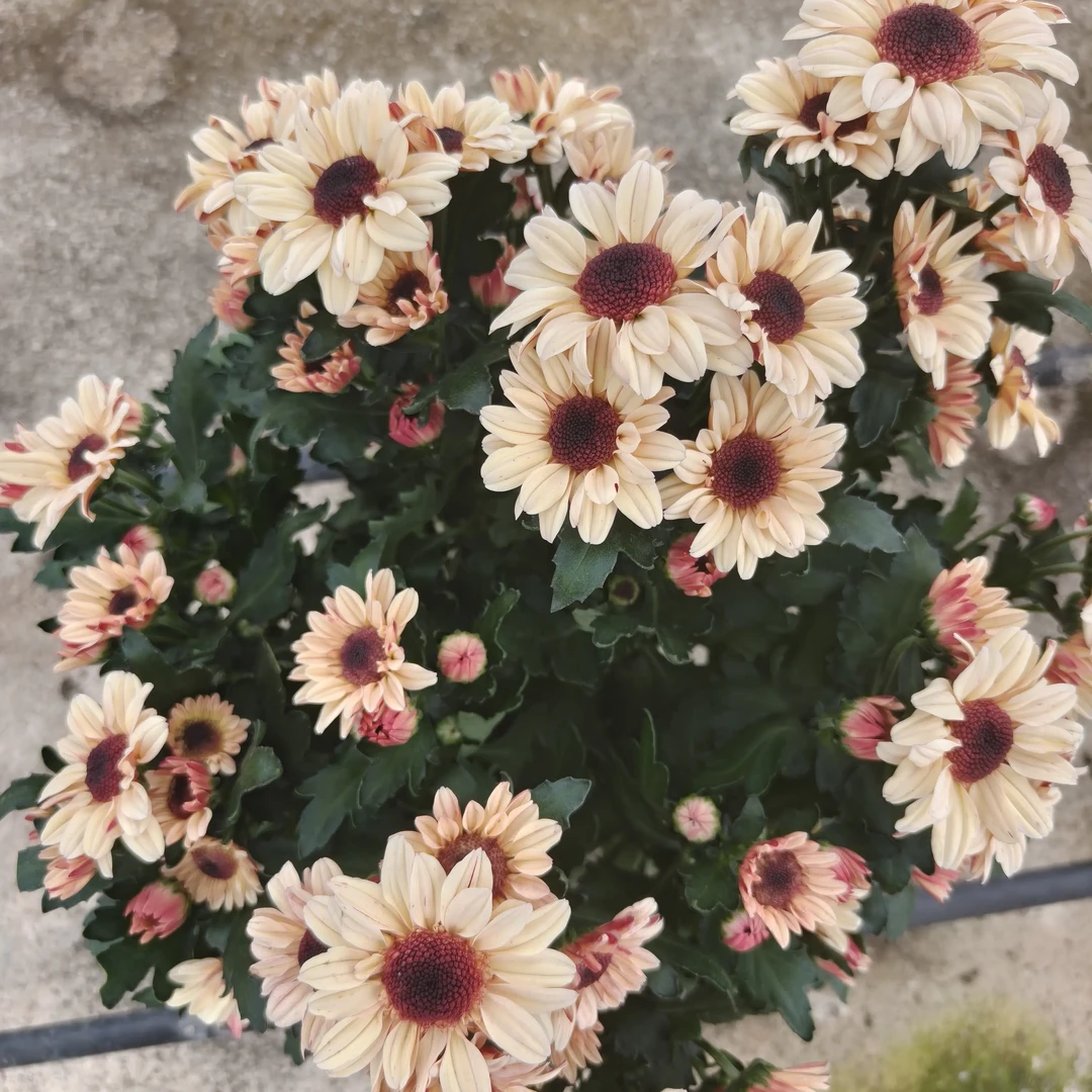 奶油 草莓熊 盆栽小菊