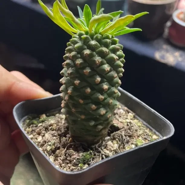 峨眉山小菠萝铁甲麒麟大戟科多肉植物室内好养桌面阳台盆栽