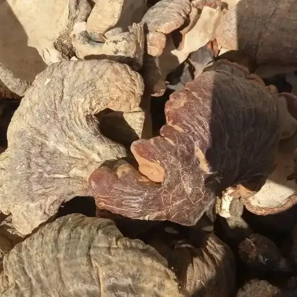 深山自然生长灵芝干货可煮水炖汤