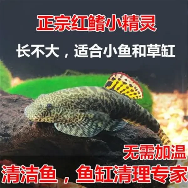 红鳍小精灵 冷水清洁鱼 清道夫 工具鱼 擦玻璃吃垃圾 皮实好养