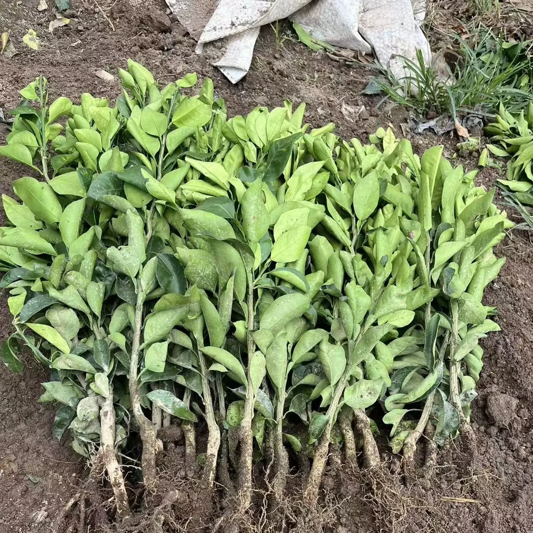 嘎嘣脆一年裸根苗带泥浆发11月采摘糖度16到20都耐存储好管理