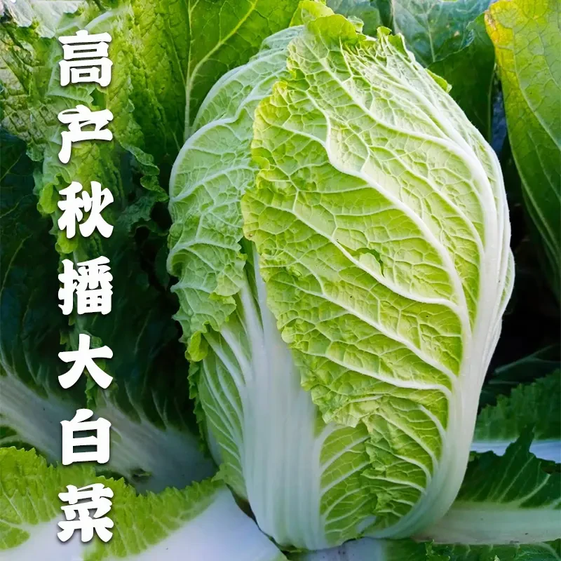 【冬储38斤大白菜种子】正品冬储白菜口感好秋季耐寒农家蔬菜种孑