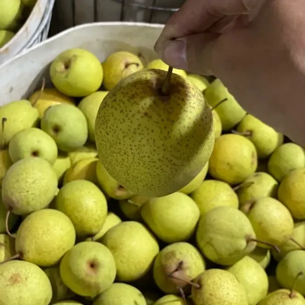 绥中白梨当季新鲜水果脆甜多汁老树梨