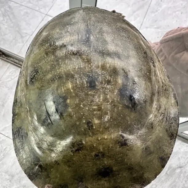 顺丰包邮鲜活滋补土甲鱼可煲汤红烧