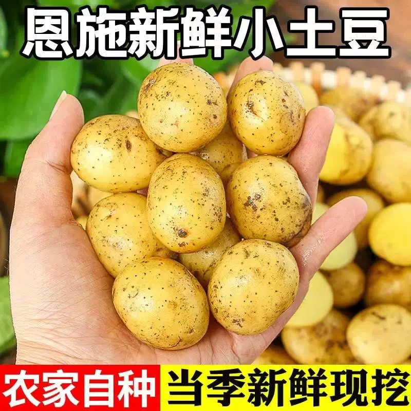 【硒都特产】湖北恩施土豆黄皮黄心应季迷你洋芋农家自种洋芋马铃薯