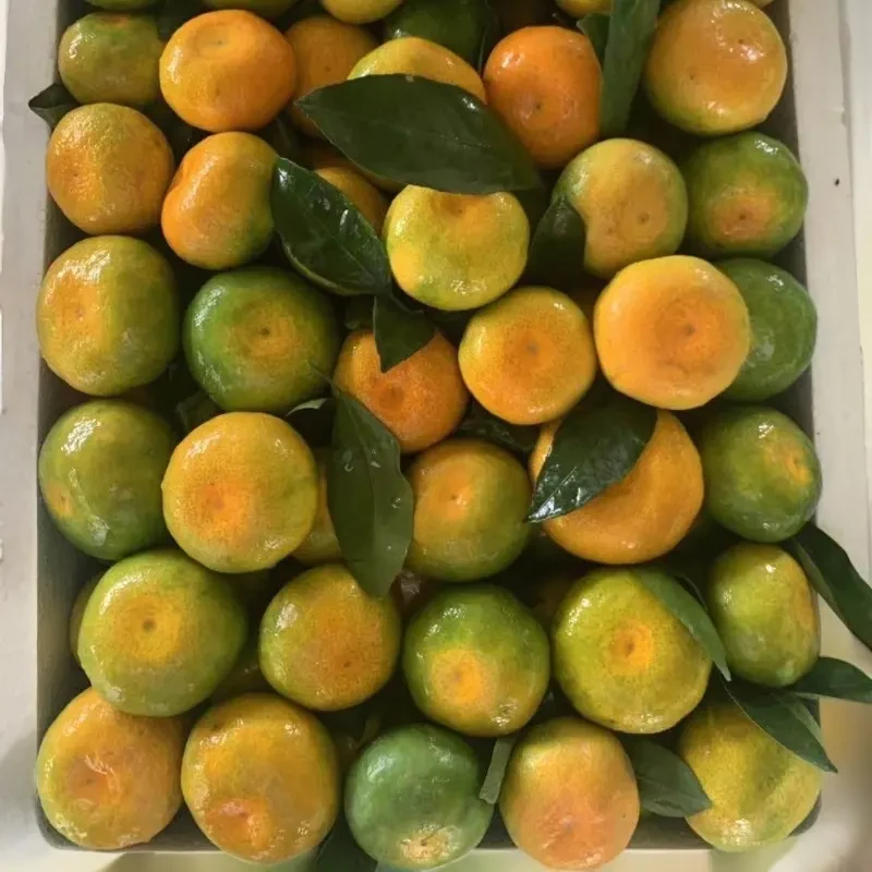 【现摘现发】云南青皮蜜橘子早熟蜜桔子酸爽甜薄皮高原孕妇新鲜水果