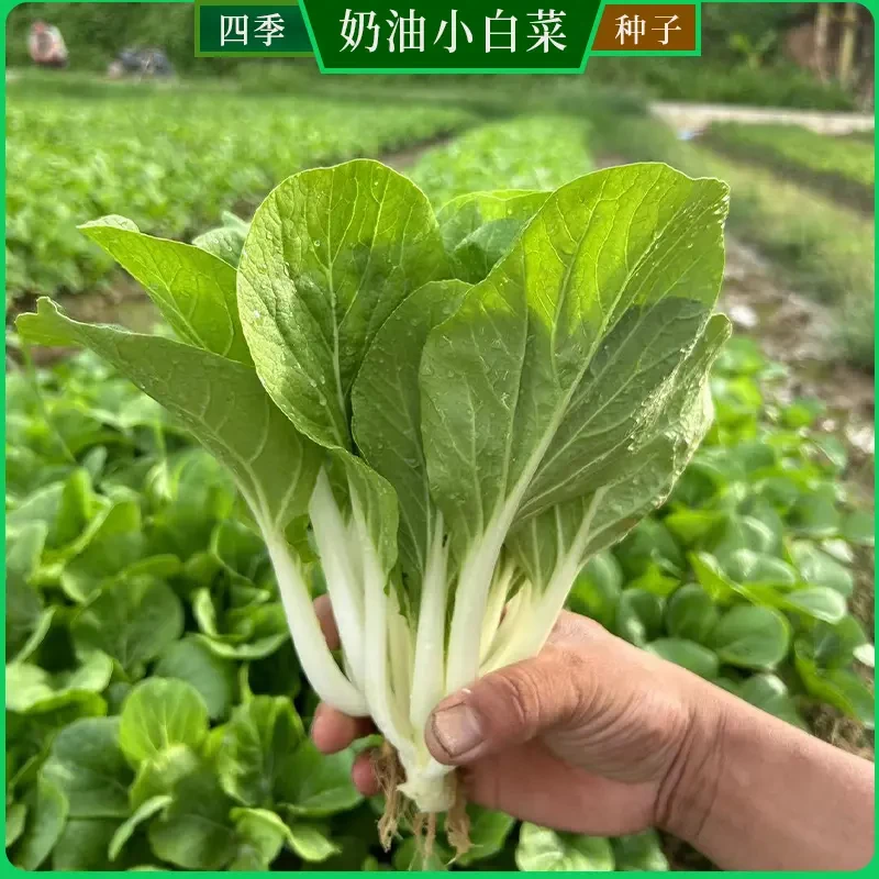 四季蔬菜种子奶油小白菜菜籽易种高产青菜阳台秋冬季蔬菜种子批发