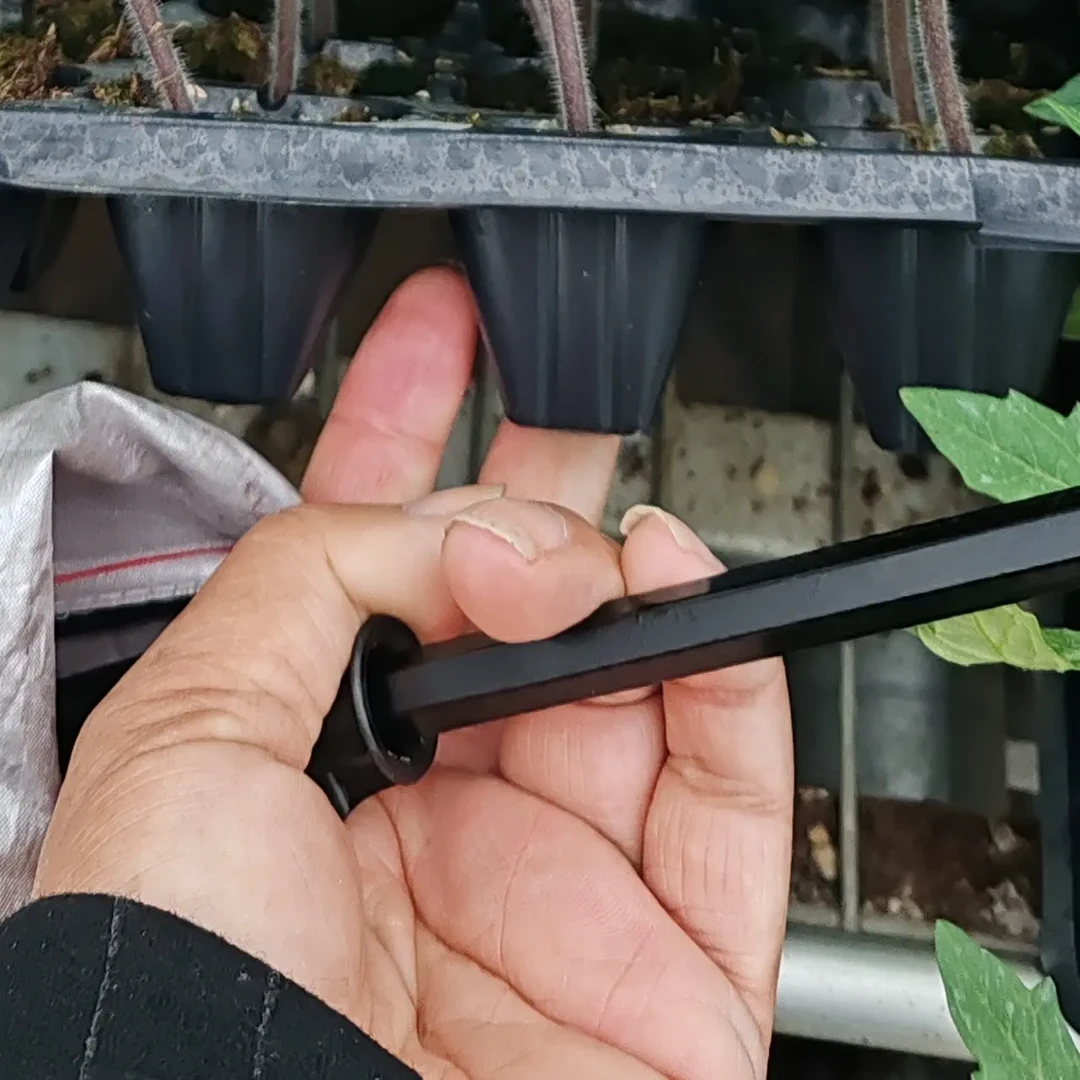 天新108口感型西红柿种苗