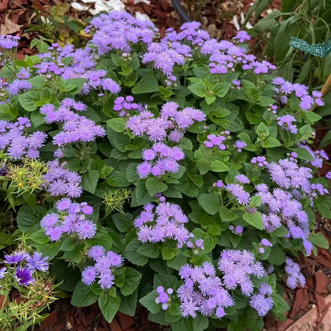 霍香蓟耐热耐寒花期长适合阳台庭院种植