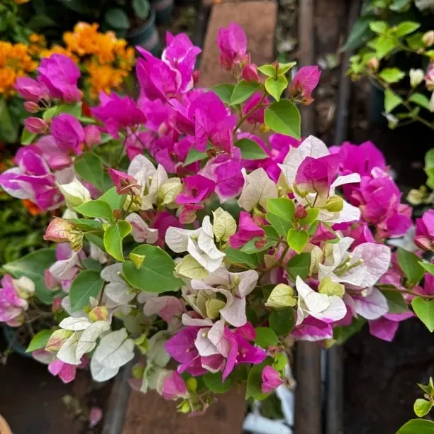 四季开花的彩色三角梅原盆原土发货途中容易掉花掉叶子建议者勿拍