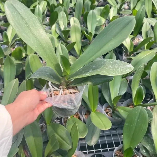 蝴蝶兰一物一拍蝴蝶兰室内客厅盆栽四季开花好养活