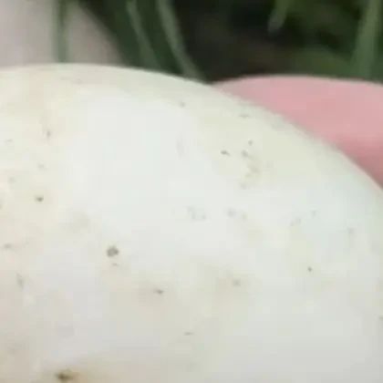 （小赵班长）新鲜农家散养土鸭蛋