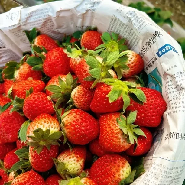 (顺丰包邮）99红颜新鲜采摘香甜饱满奶油草莓