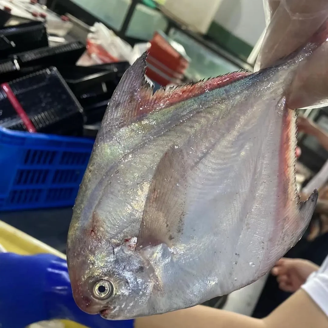 大号野生银鲳鱼新鲜直供无冰衣顺丰包邮