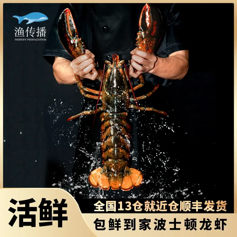 【鲜活波士顿龙虾2只装】包活到家450-500g/只到手2只