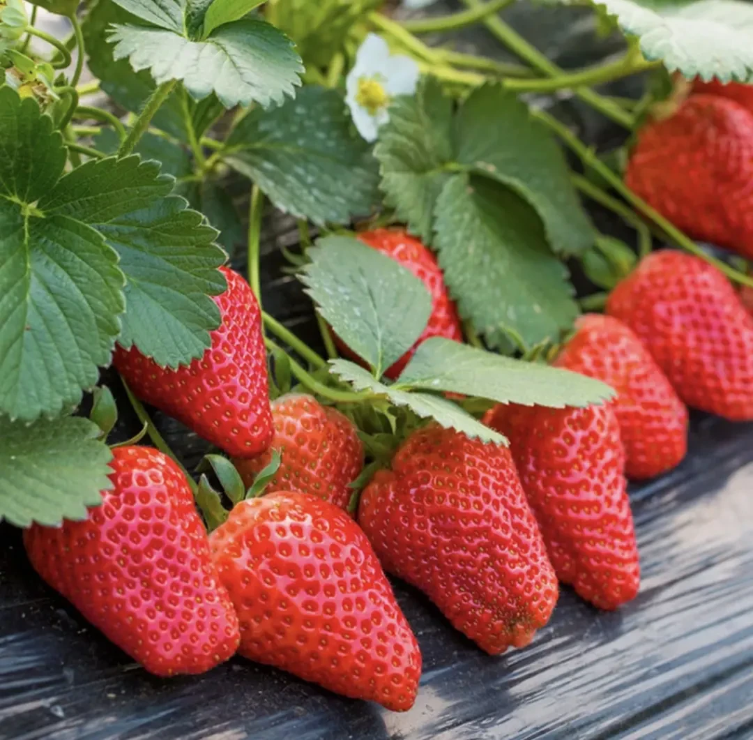 奶油草莓种子四季播种白草莓种籽子阳台盆栽蔬菜庭院室外