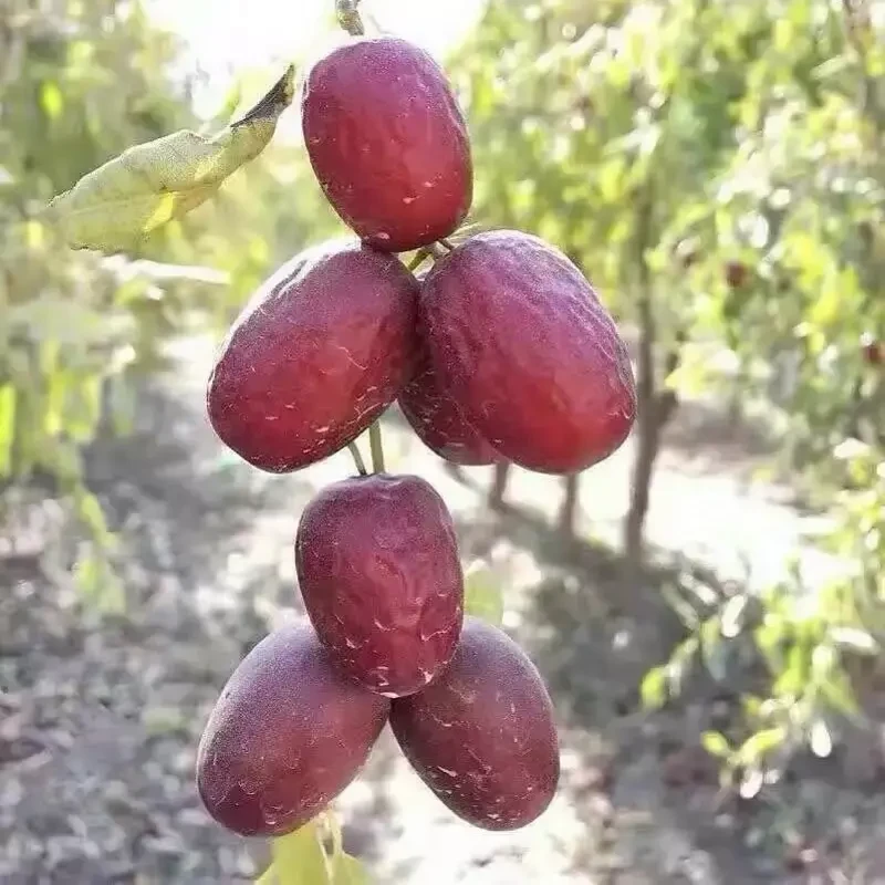 新疆若羌灰枣原生态核小皮薄枣香浓郁树上自然吊干
