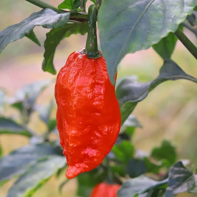 【新鲜涮涮辣】涮涮辣新鲜辣云南德宏变态辣特产象鼻辣50克魔鬼辣椒