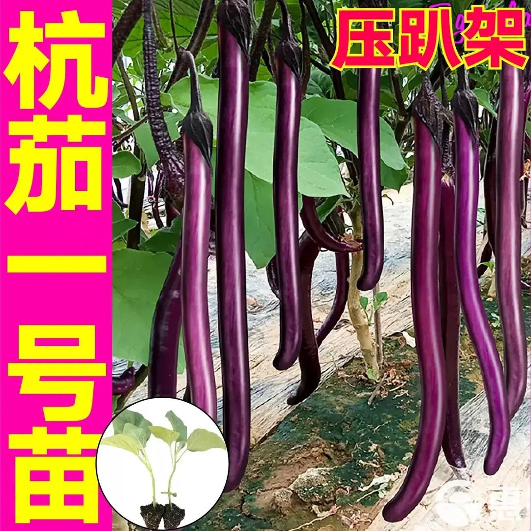 各种茄子种苗紫长茄线茄紫圆茄杭茄白长茄青圆茄种苗