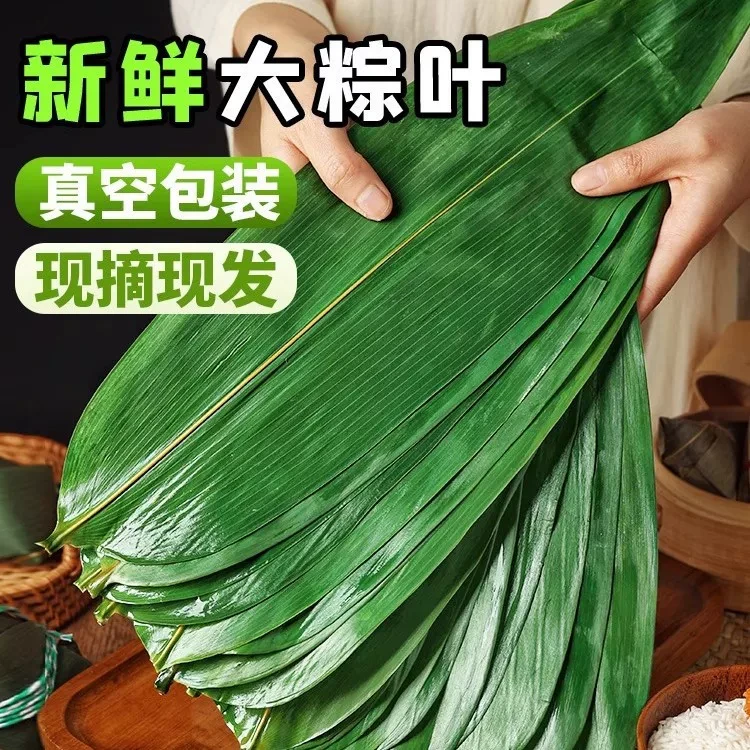 新鲜粽叶粽子叶大号棕叶种竹叶现摘批发箬叶包粽叶子真空专用家用