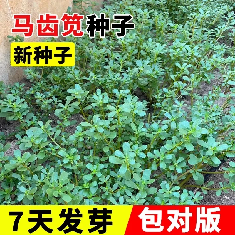 农家马齿苋种子野菜蔬菜蚂蚱菜长寿菜种子盆栽蔬菜种子野菜马齿苋