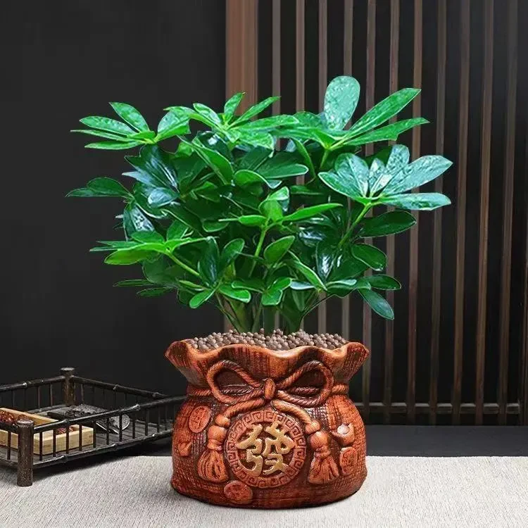 八方来财四季绿植花卉水培植物七叶莲招财树室内植物水养盆栽好养