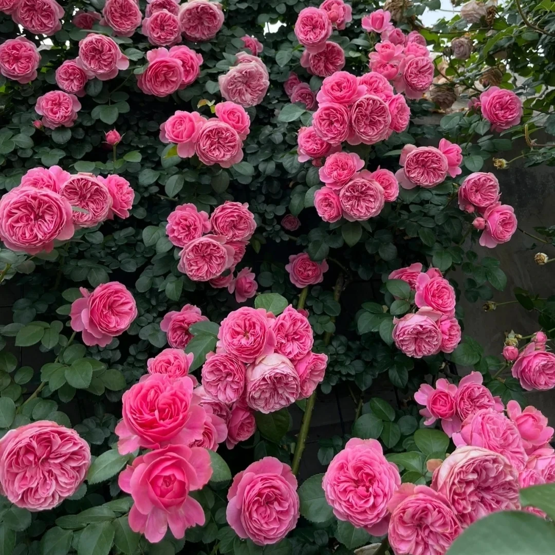 粉色达芬奇开心小马达月季花苗四季浓香型可藤可灌大花盆栽地栽