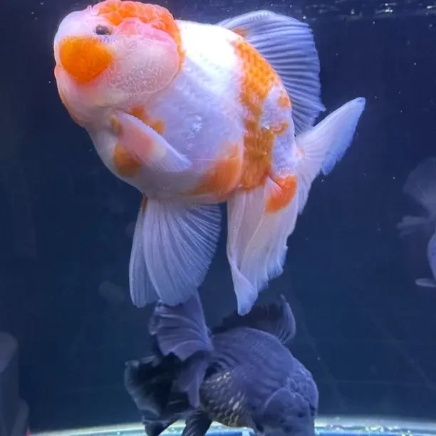 好养耐活冷水淡水观赏泰狮金鱼