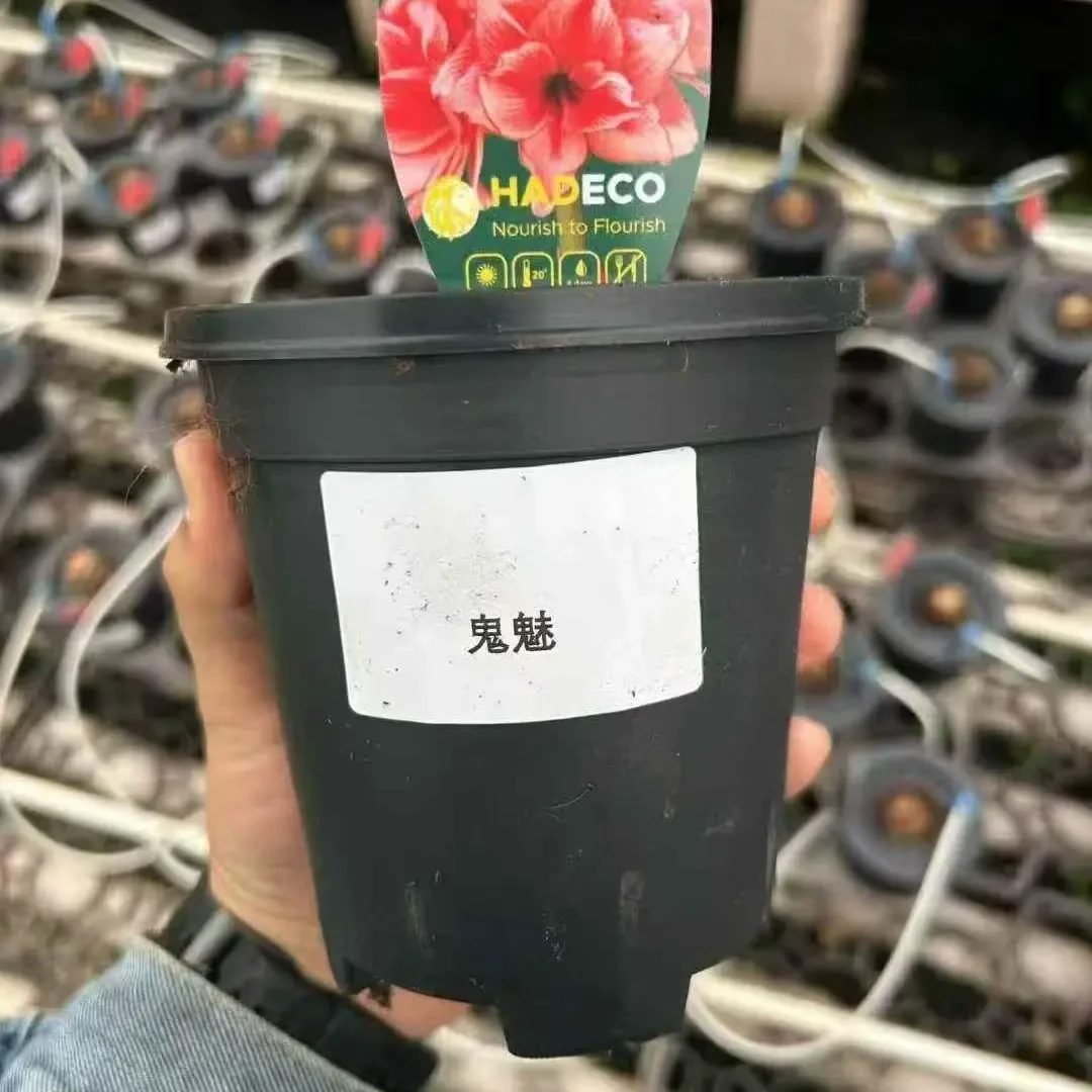 重瓣朱顶红种球鬼魅阿弗雷四季开花庭院阳台盆栽花卉子埋土就活