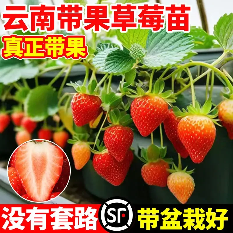 云南草莓盆栽带果可食用草莓苗带果昆明秋冬季奶油草莓杯苗大秧苗