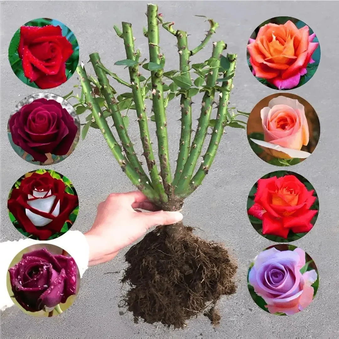 玫瑰花苗老桩特大花卉正宗物盆栽月季室内外阳台四季老根耐寒
