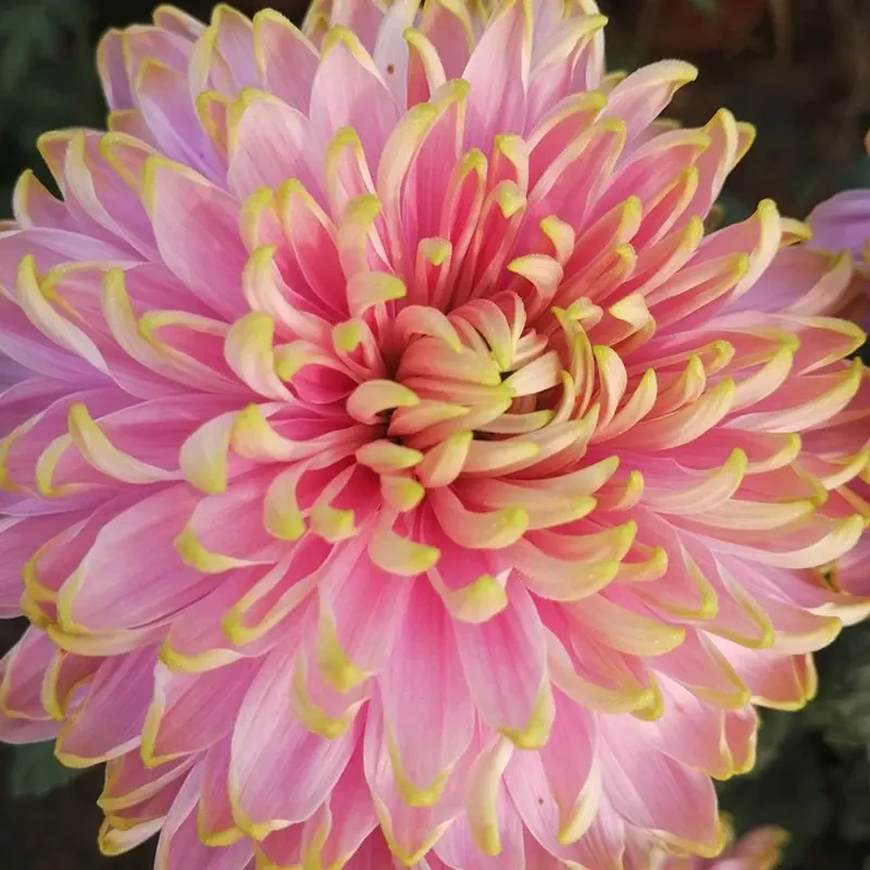 【粉天赞】大花富贵菊 九月大菊盆栽开花好看