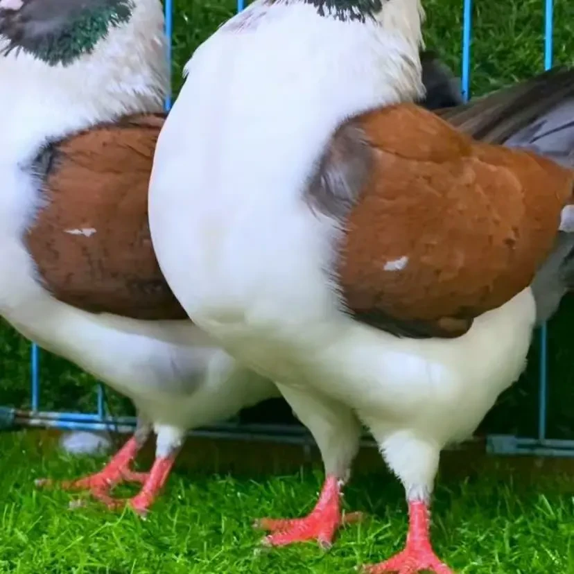 三色摩登那鸽，肉鸽（直播间）以直播间实物为准，可食用