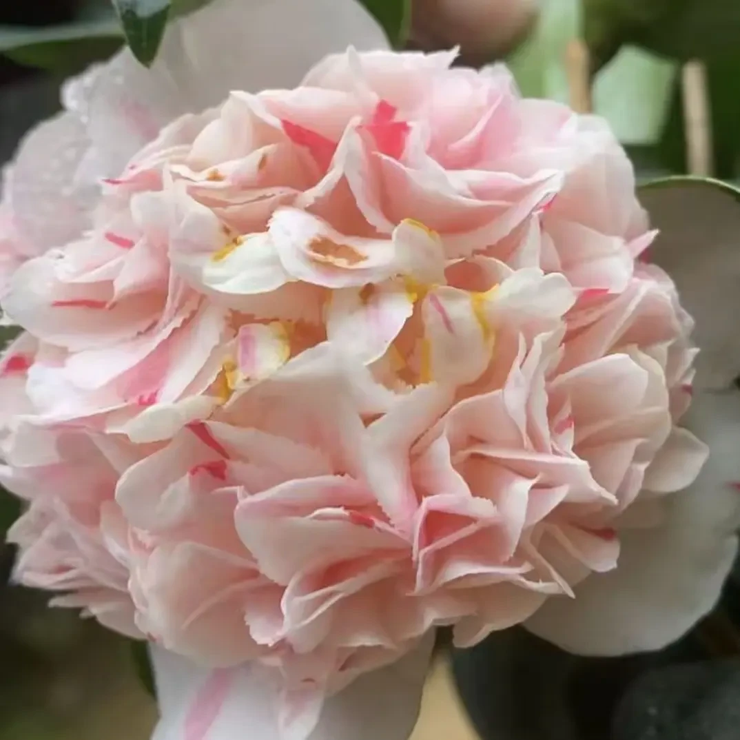 新品海棠粉公主耐寒耐热四季开花室内外阳台庭院盆栽