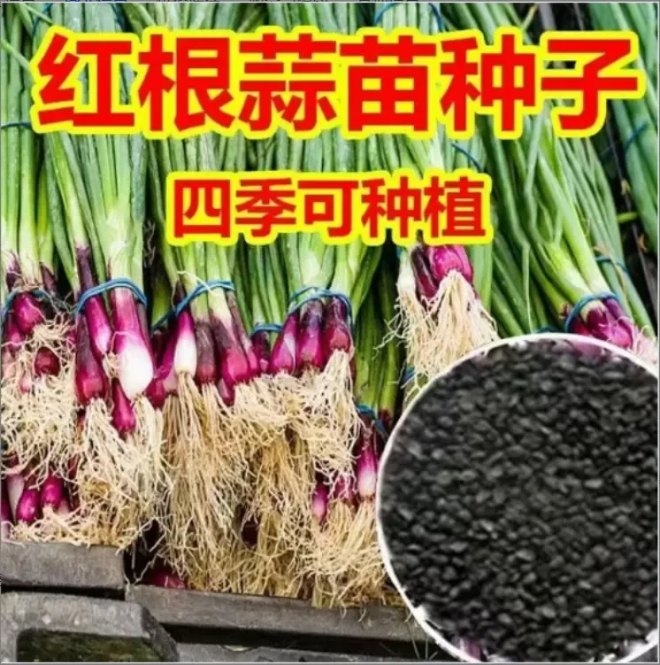 红根蒜苗种子红根香蒜硬叶蒜苗一年四季三茬连续均可种植蒜苗种-F