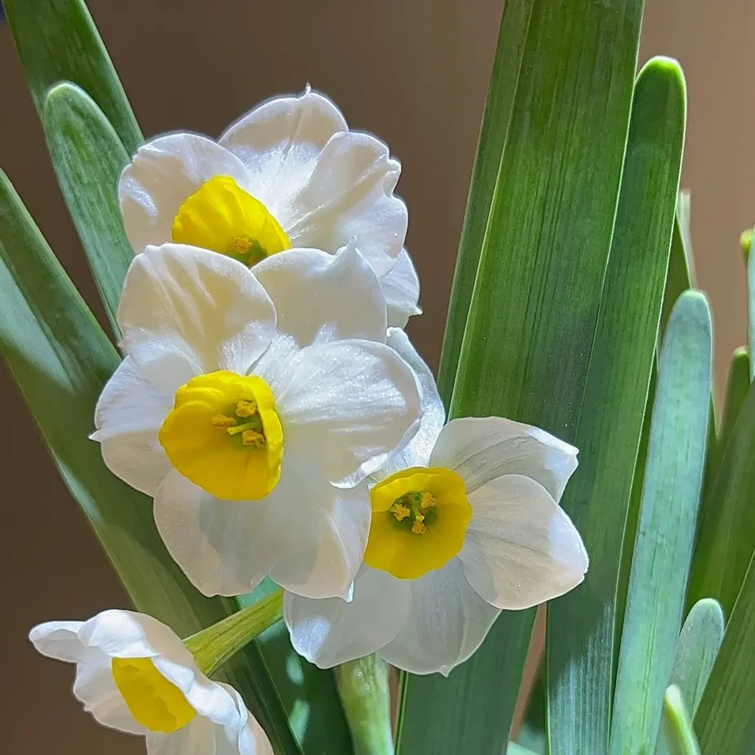 水仙花室内盆栽水养土培花卉冬季开花好养植物一盆