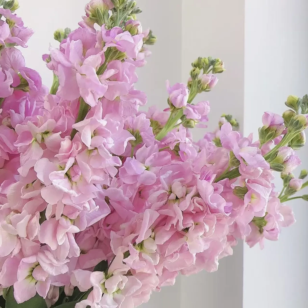 王小帅【粉色】紫罗兰盆栽阳台庭院花卉